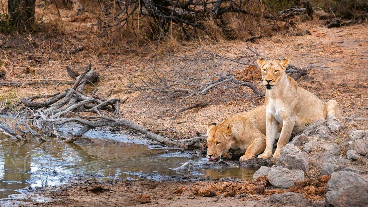Geiger'S Camp In Timbavati Game Reserve By Newmark Екстериор снимка