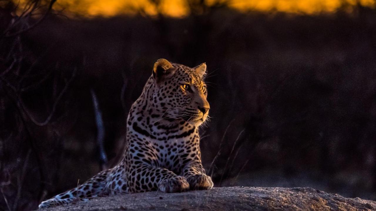 Geiger'S Camp In Timbavati Game Reserve By Newmark Екстериор снимка