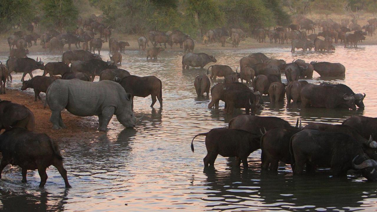 Geiger'S Camp In Timbavati Game Reserve By Newmark Екстериор снимка